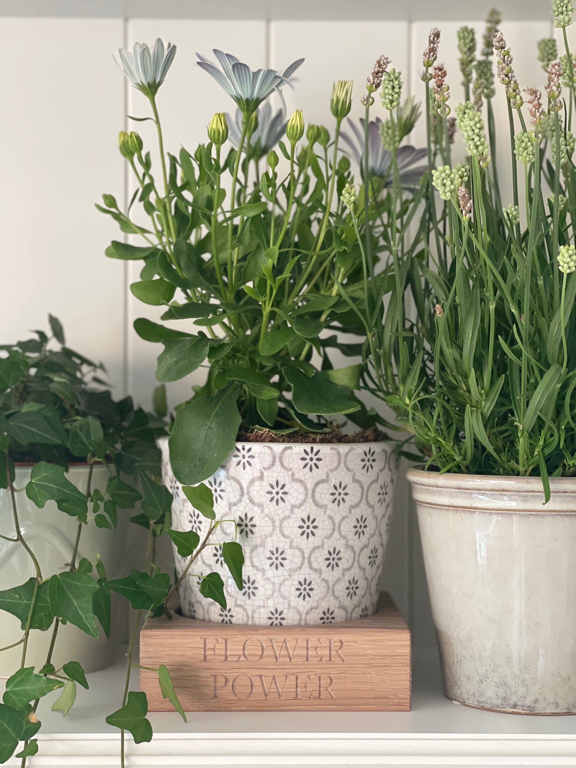 Potted plants on a shelf with a decorative wooden oak block engraved with 'Flower Power' against a white wooden panel background. Personalised engraving available 