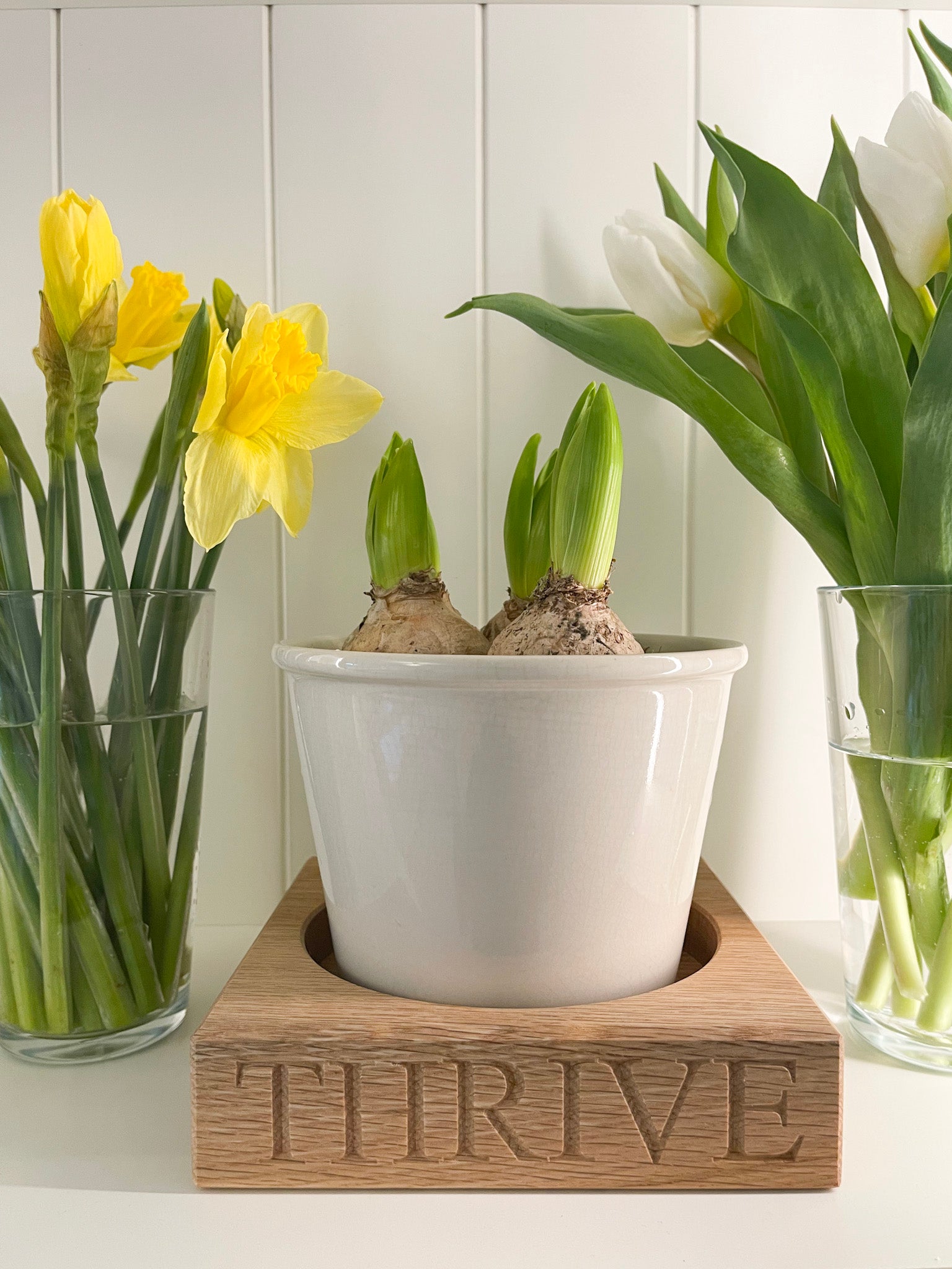 White pot with tulip bulbs on a engraved wooden oak block labeled 'THRIVE', surrounded by yellow daffodils and white tulips in glass vases.