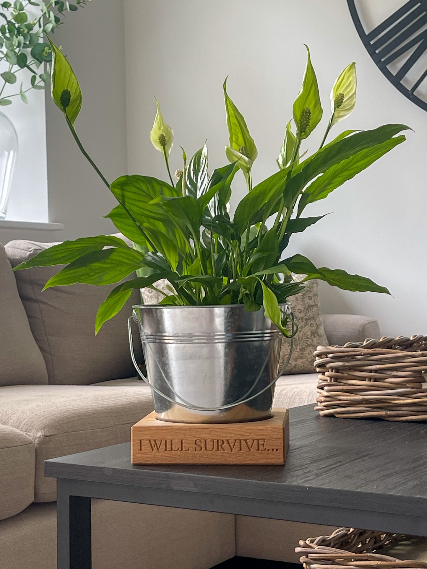 Potted plant on a  wooden oak plant pot stand engraved with "I will survive".  Sat on a dark wooden coffee table in a living room setting