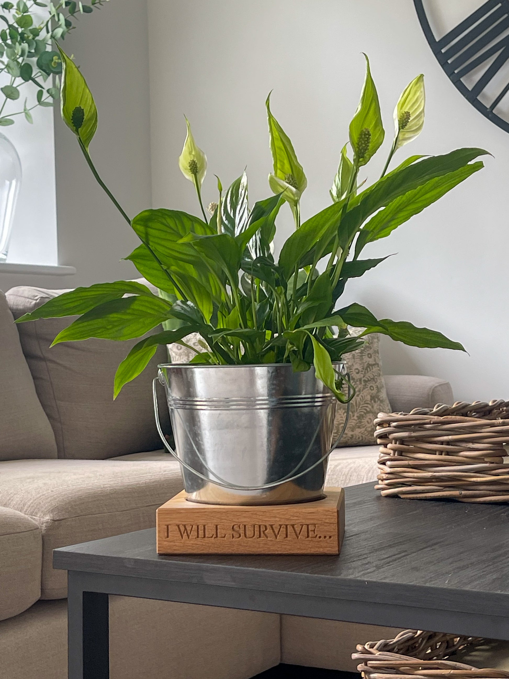 Potted plant on a  wooden oak plant pot stand engraved with "I will survive".  Sat on a dark wooden coffee table in a living room setting